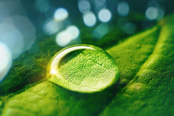 Beauty transparent drop of water on a green leaf macro with sun glare. Beautiful artistic image of environment nature in spring or summer.