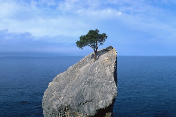 tree that fights for life on a rock