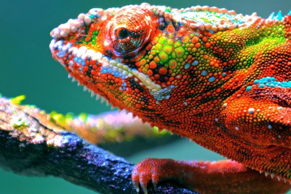 A vividly colored chameleon with a mix of bright red, green, blue, and orange hues on its rough, textured skin is perched on a tree branch. The background is a soft, out-of-focus green, highlighting the chameleon’s vibrant and intricate patterns.