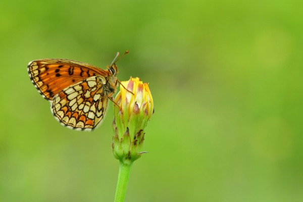 butterfly on the flower in spring