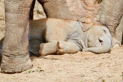 A sleeping baby elephant looking very happy and peaceful, protected by his mother who is standing over him