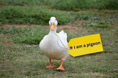 A duck is waddling towards the camera. It has a label attached that says 