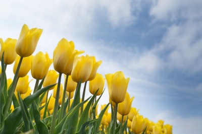  A cluster of beautiful yellow flowers set against a blue sky with wisps of cloud