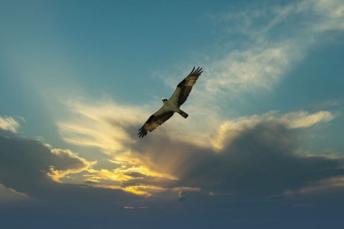 A kestrel with outstretched wings is soaring in the air with a blue sky and the sun shining through some clouds