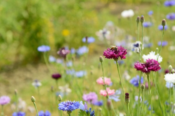 Honeybee on a purple cornflower bloom, among colourful flowers in a rural garden - with copy space