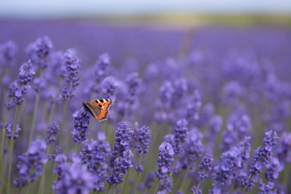 A full frame close up of  a Red Admiral butterfly pollinating lavender flowers on a Lavender farm with copy space