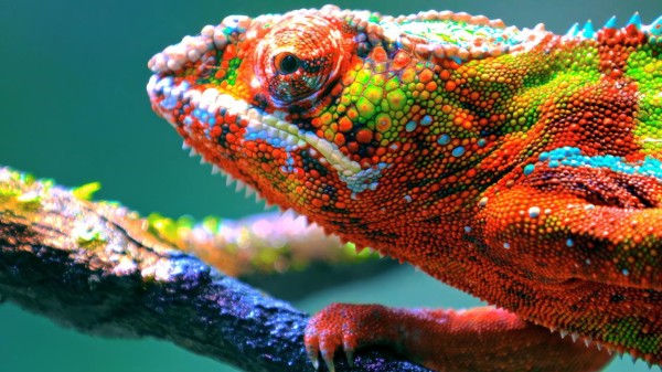 A vividly colored chameleon with a mix of bright red, green, blue, and orange hues on its rough, textured skin is perched on a tree branch. The background is a soft, out-of-focus green, highlighting the chameleon’s vibrant and intricate patterns.