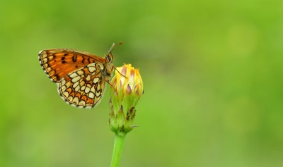 butterfly on the flower in spring