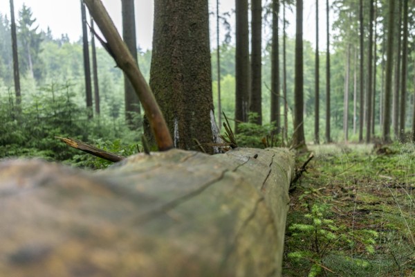 Rainy black forest in the heart of Germany. The lush green of the forest gives it a beautiful magical atmosphere.