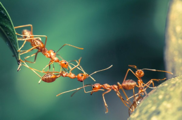 Ant bridge unity