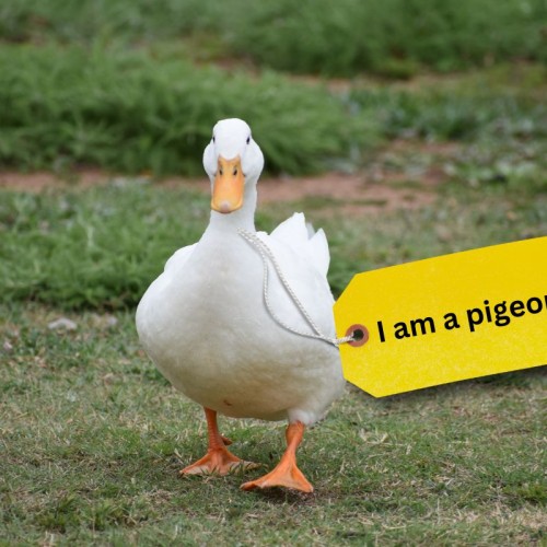 A duck is waddling towards the camera. It has a label attached that says 